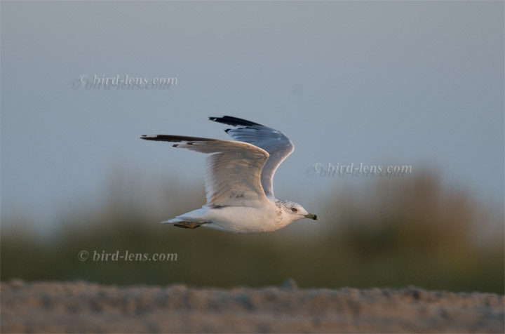 Ringschnabelmöwe Ringschnabelmöwe