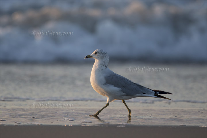 Ringschnabelmöwe Ringschnabelmöwe