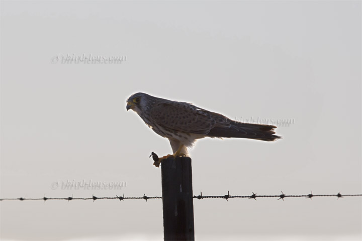 Rötelfalke Rötelfalke