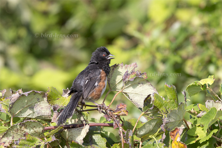 Rötelgrundammer Rötelgrundammer