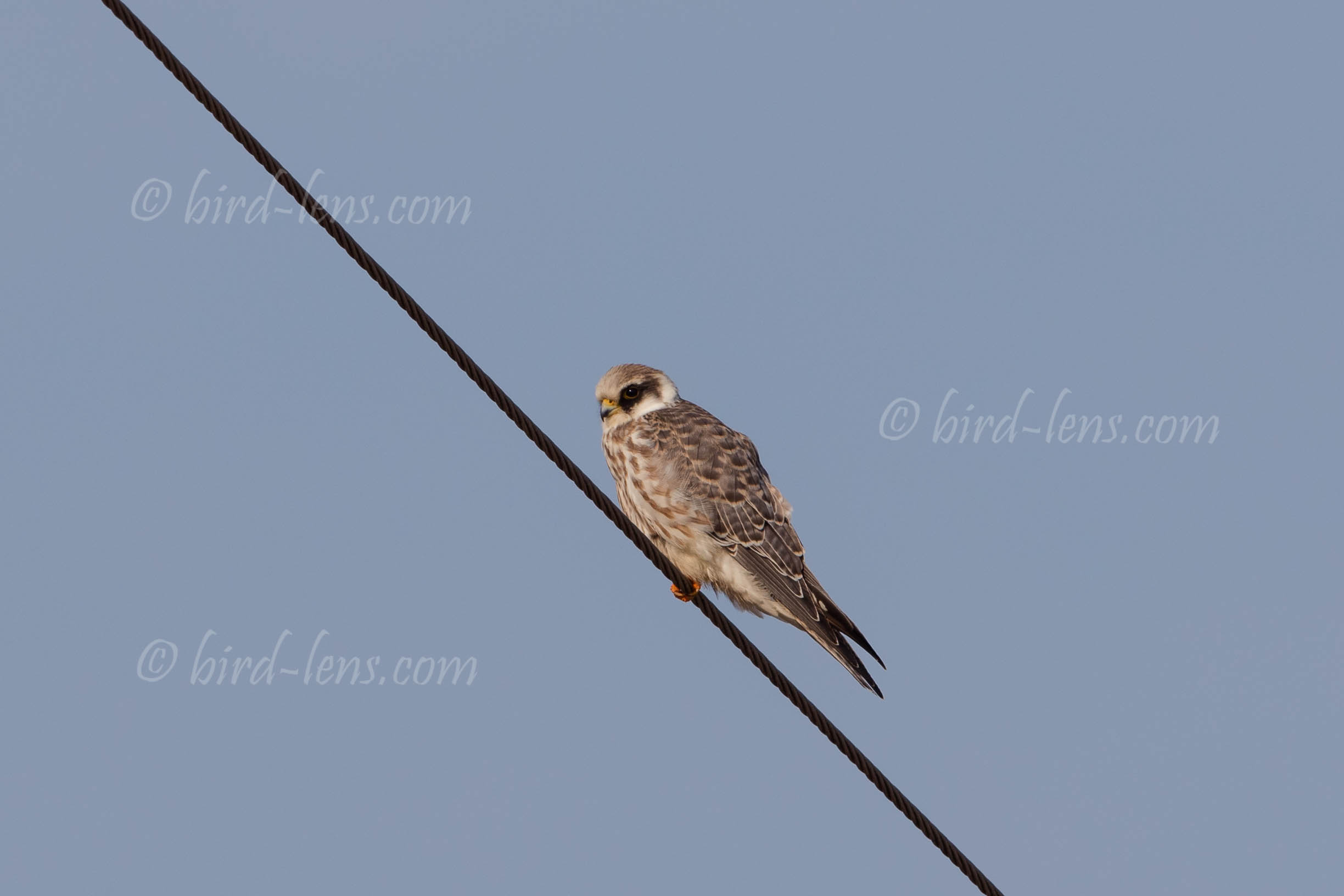 Rotfußfalke Rotfußfalke