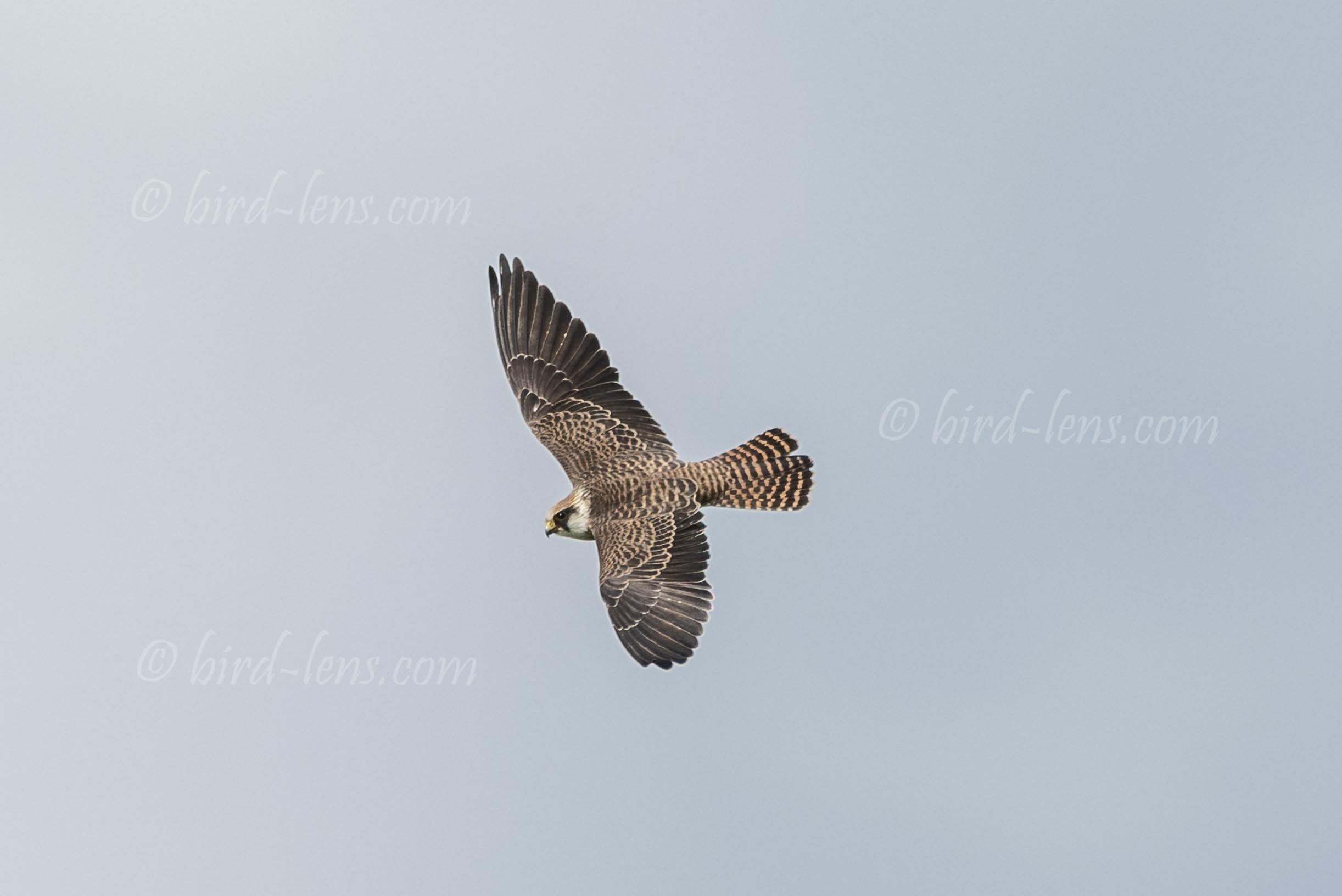 Rotfußfalke Rotfußfalke