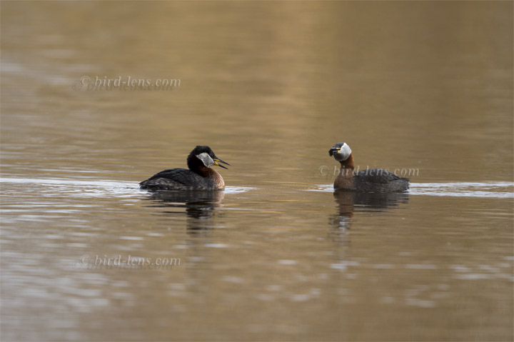 Rothalstaucher Rothalstaucher