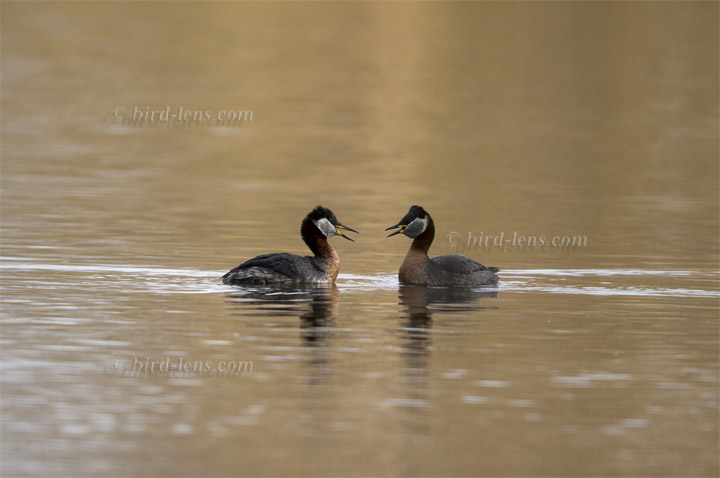 Rothalstaucher Rothalstaucher