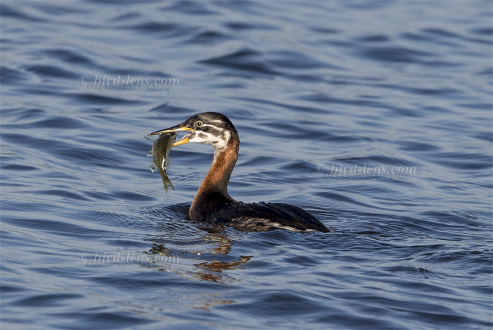 Rothalstaucher Rothalstaucher