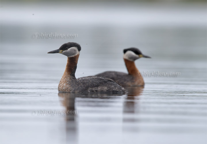 Rothalstaucher Rothalstaucher