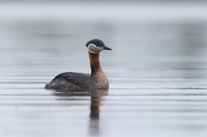 Rothalstaucher Rothalstaucher