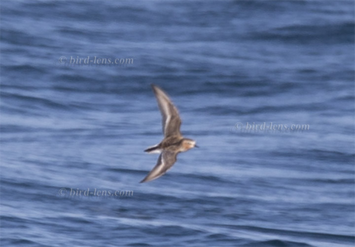 Rotkehl-Strandläufer