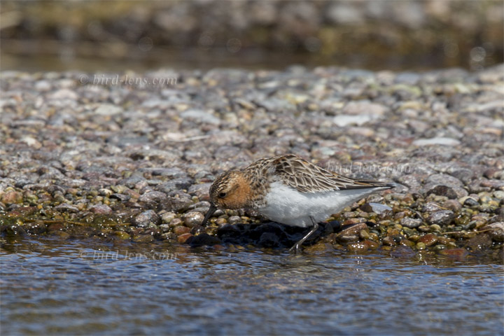 Rotkehl-Strandläufer