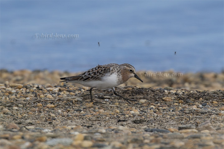Rotkehl-Strandläufer