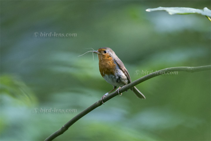 Rotkehlchen Rotkehlchen