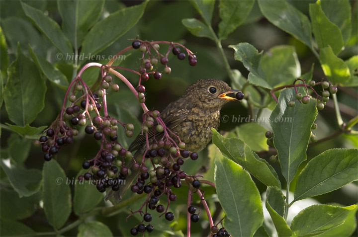 Rotkehlchen Rotkehlchen