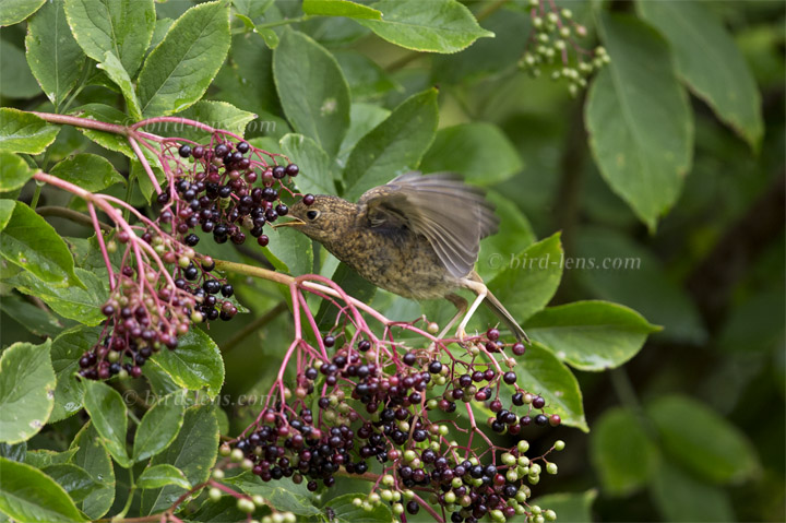 Rotkehlchen Rotkehlchen