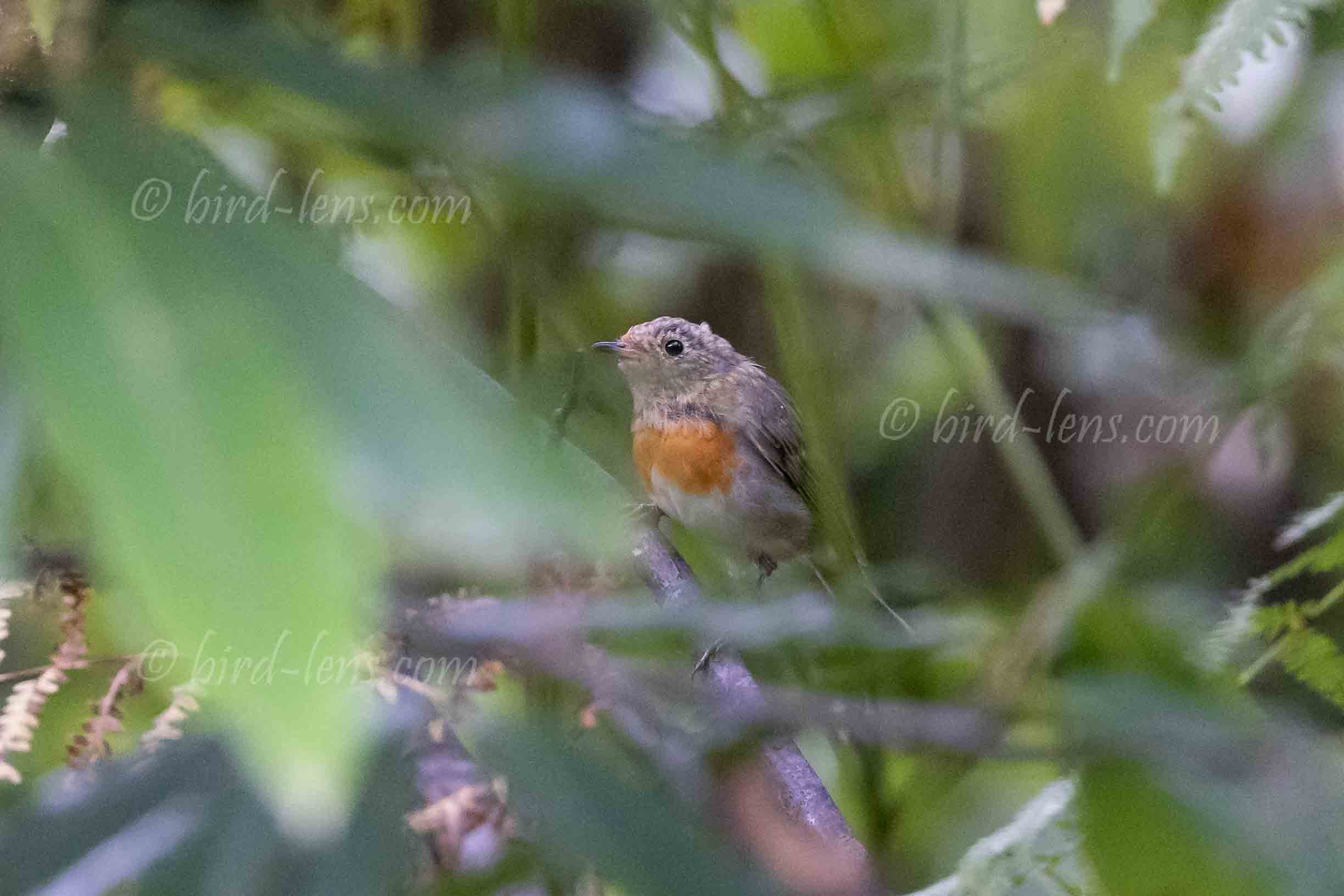 European Robin