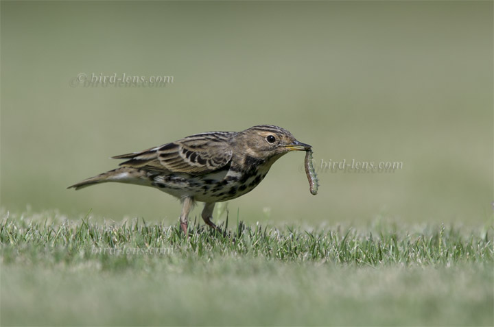 Rotkehlpieper Rotkehlpieper