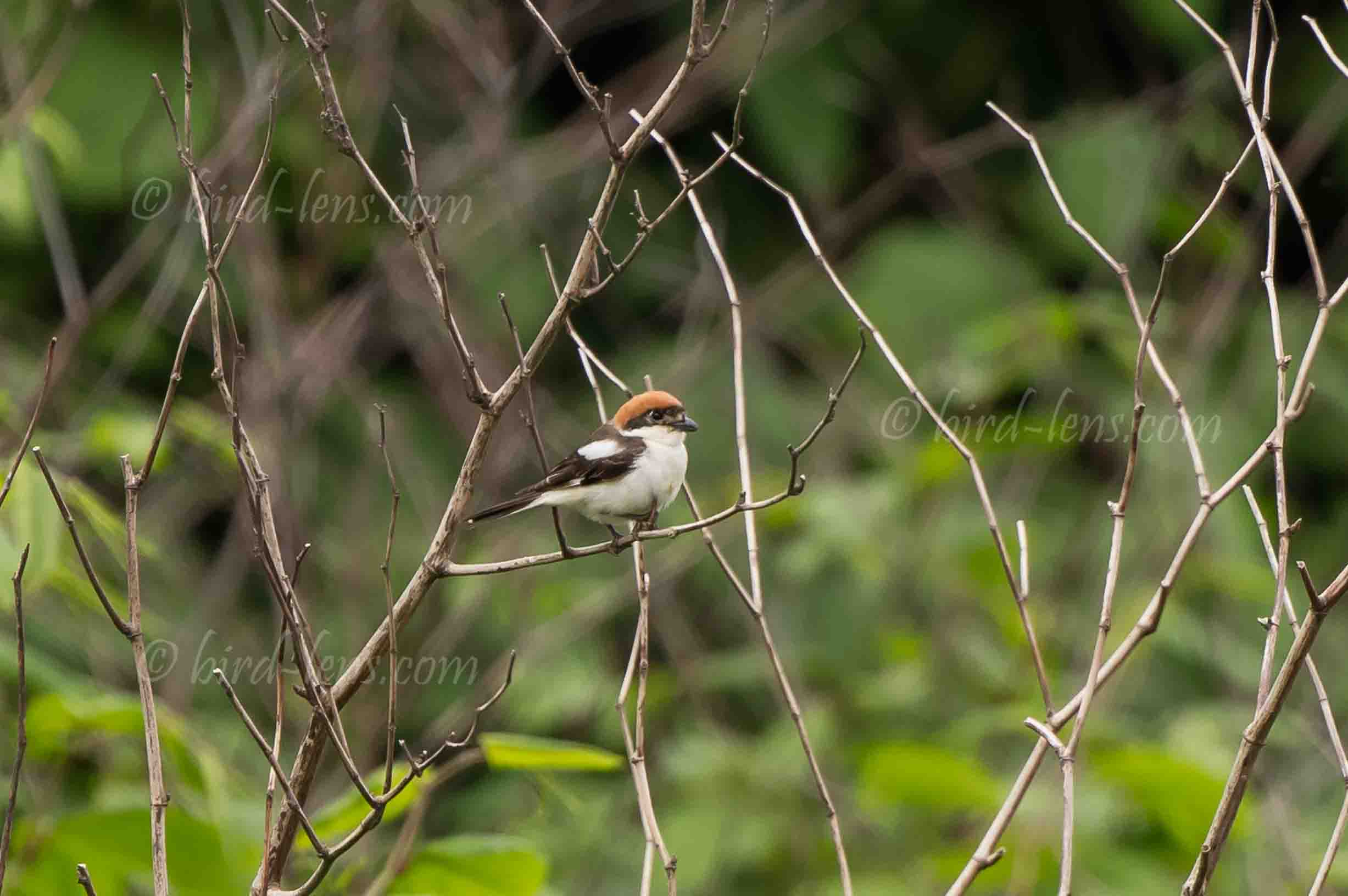 Rotkopfwürger Rotkopfwürger