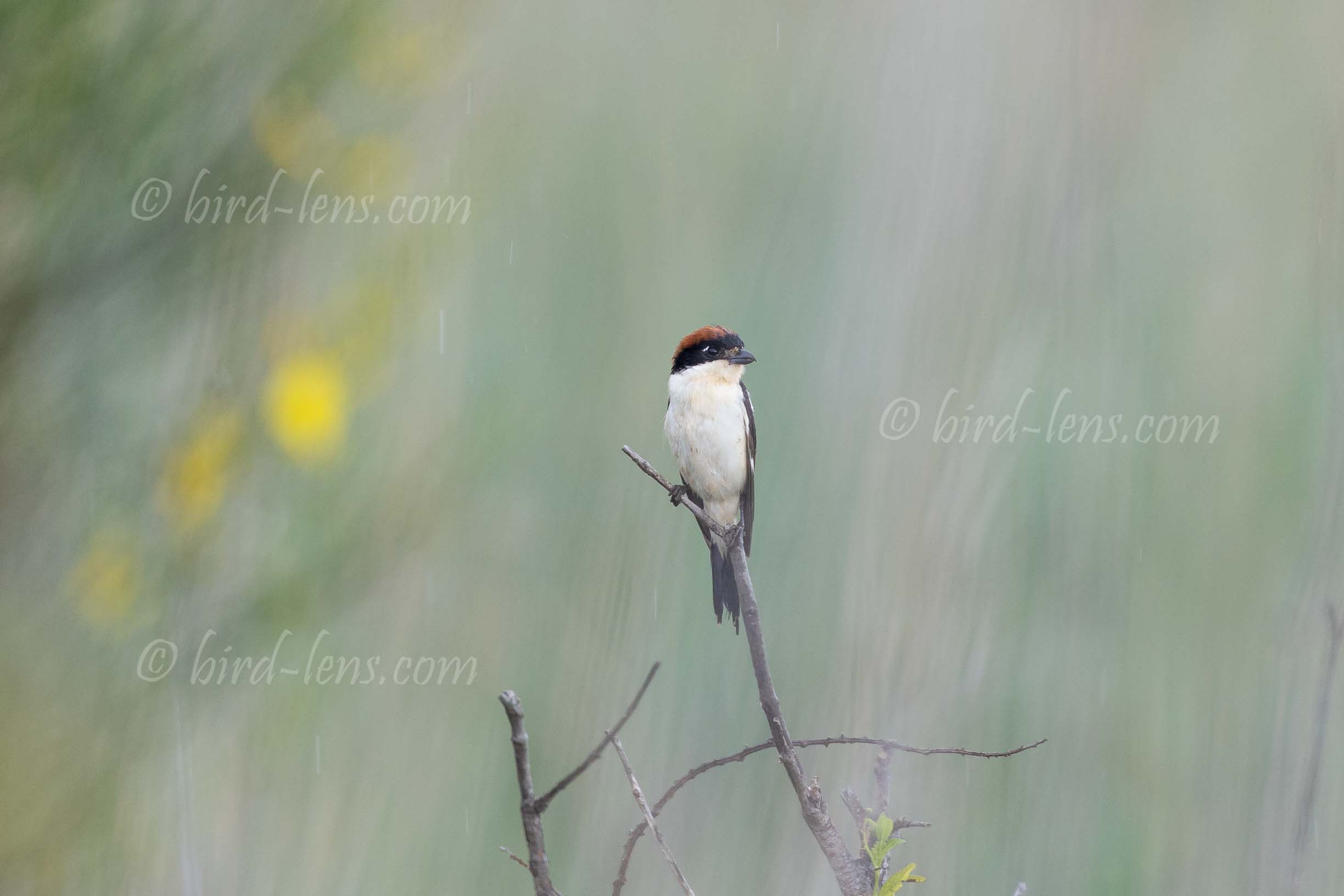 Rotkopfwürger Rotkopfwürger