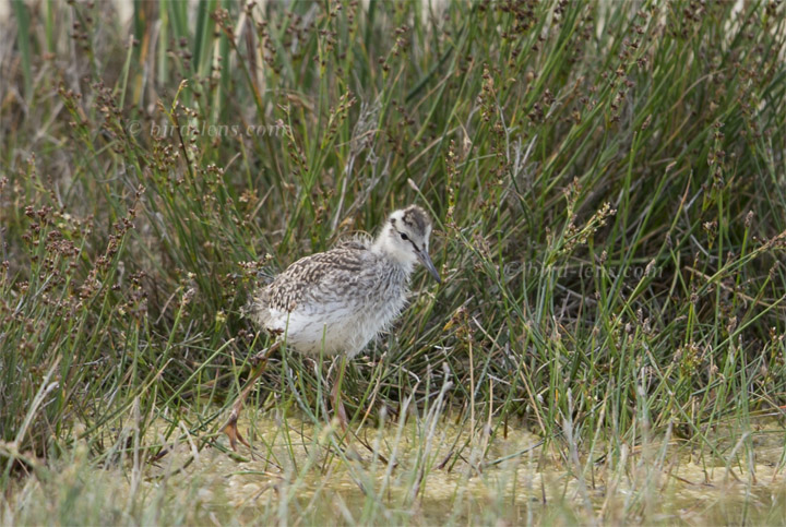 Rotschenkel Rotschenkel