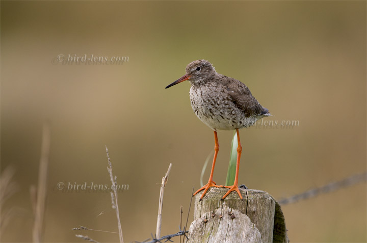 Rotschenkel Rotschenkel
