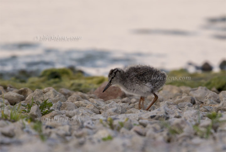 Rotschenkel Rotschenkel