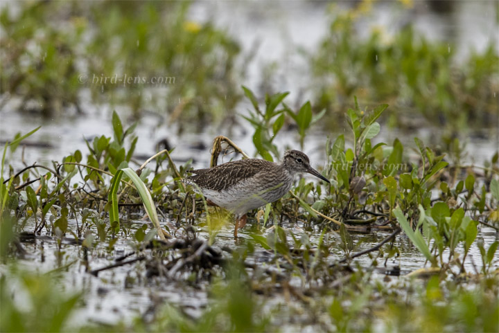 Rotschenkel Rotschenkel