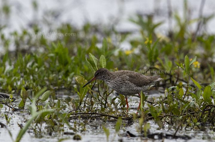 Rotschenkel Rotschenkel