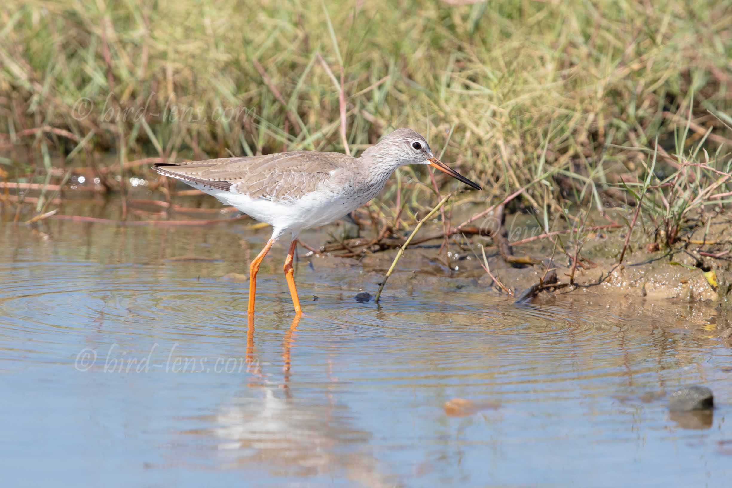 Rotschenkel Rotschenkel