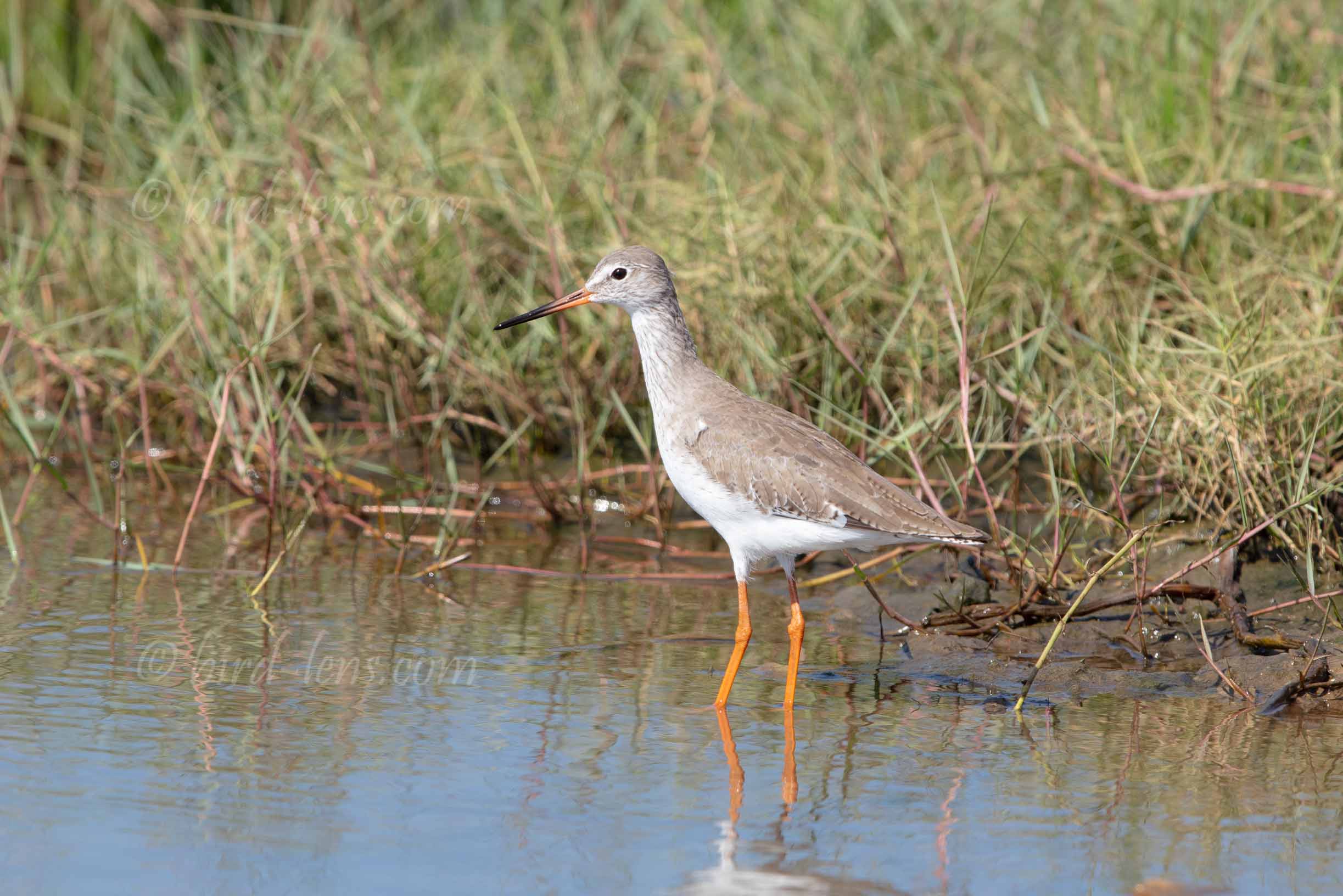 Rotschenkel Rotschenkel
