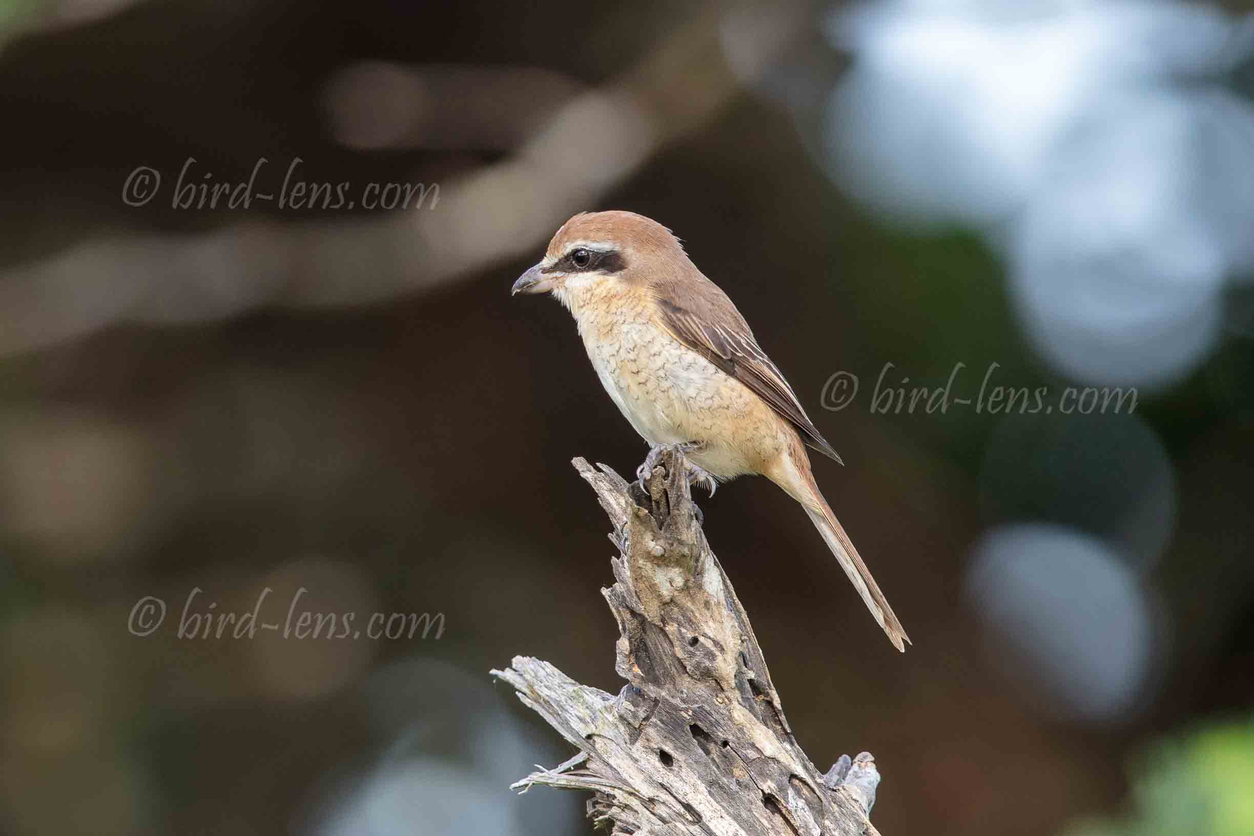 Rotschwanzwürger Rotschwanzwürger