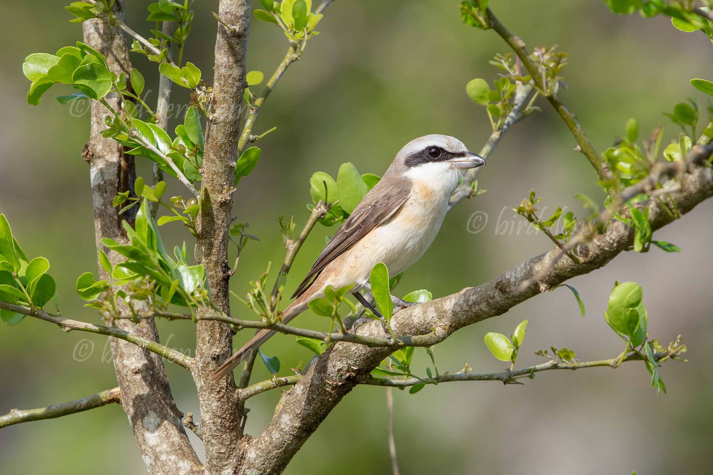 Rotschwanzwürger Rotschwanzwürger