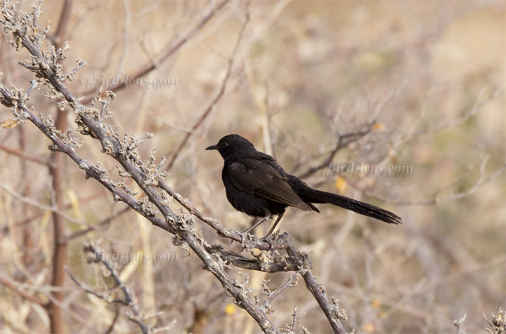 Russheckensänger Russheckensänger