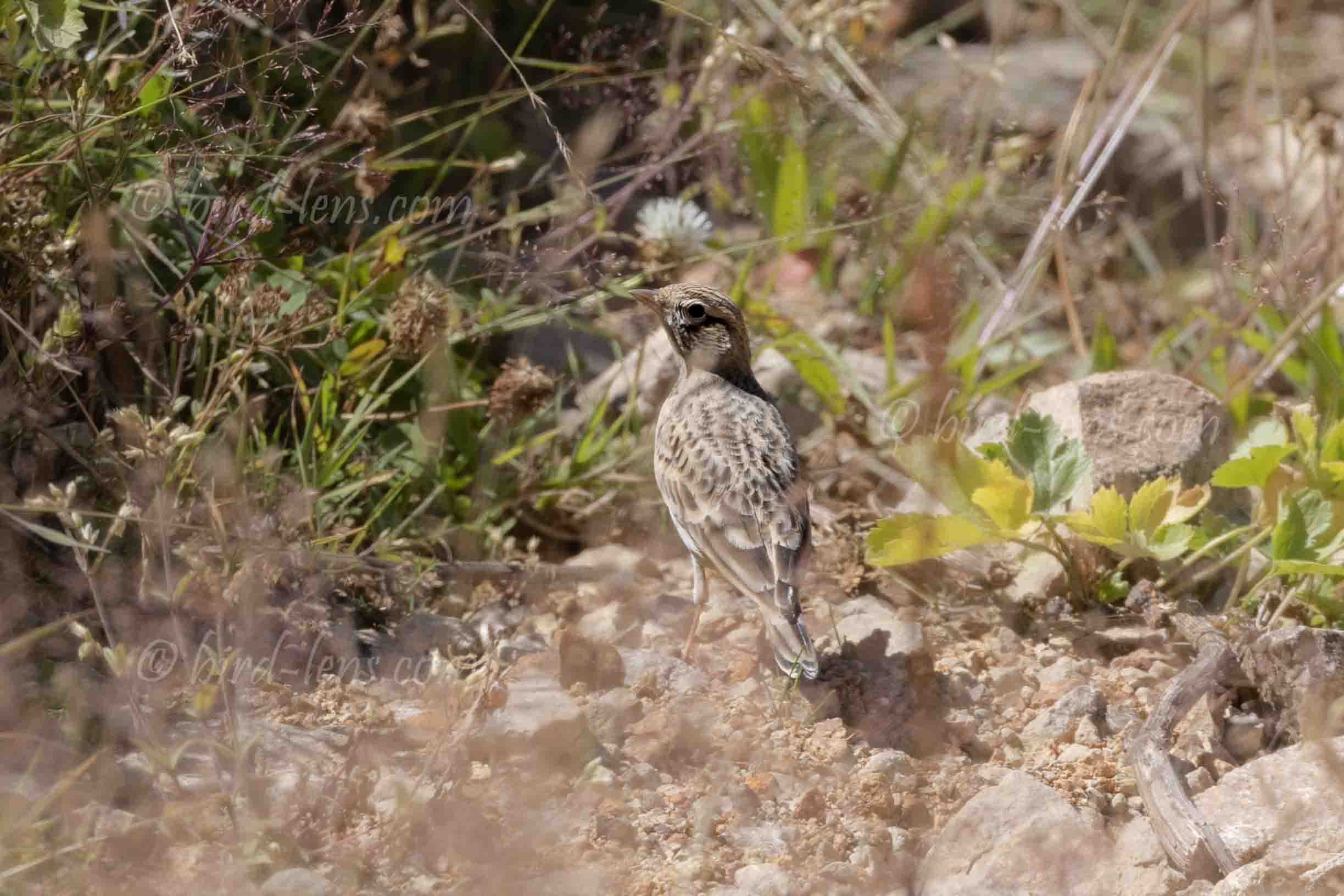 Heinestummellerche Heinestummellerche