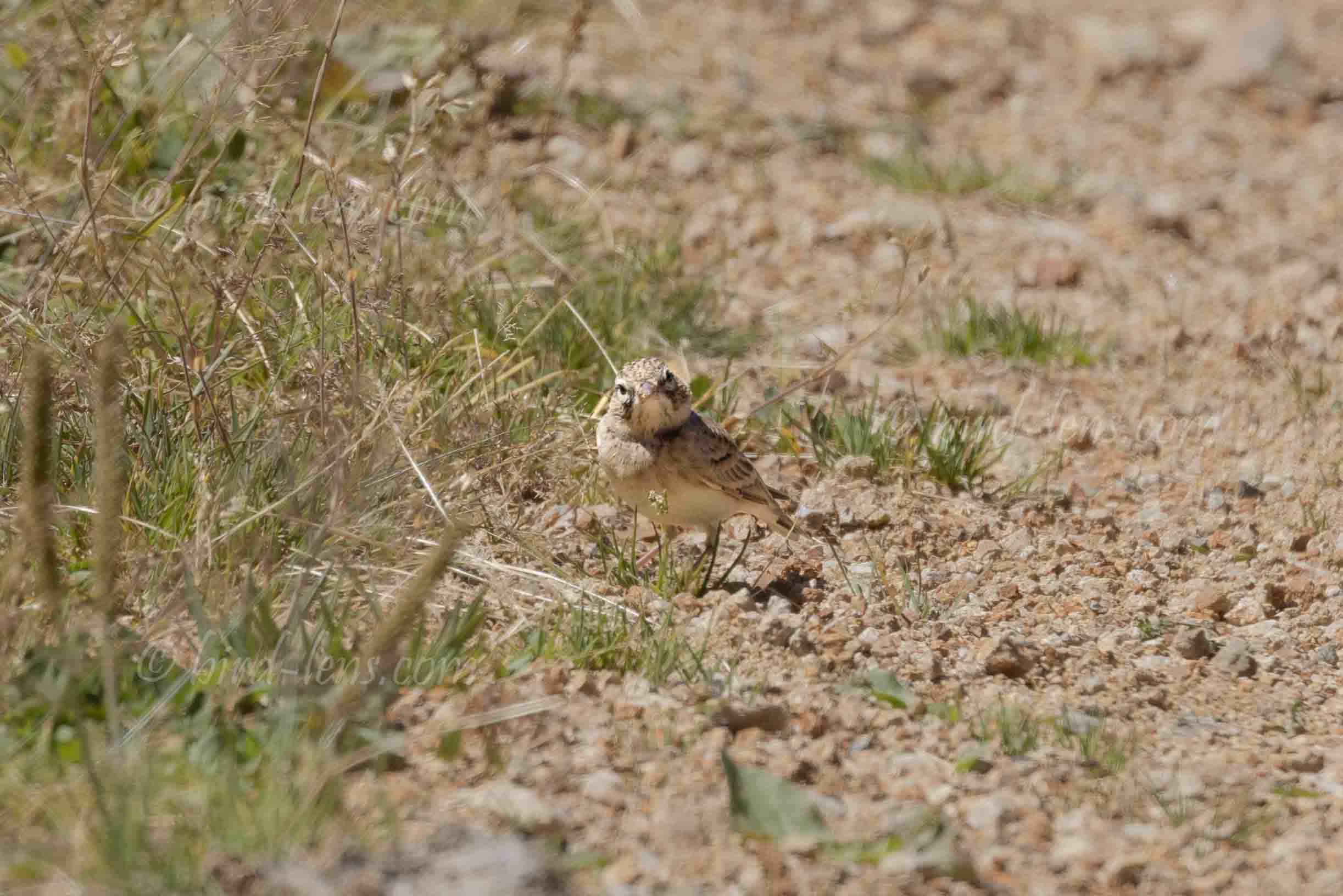 Heinestummellerche Heinestummellerche