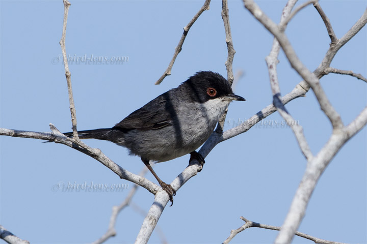 Samtkopfgrasmücke Samtkopfgrasmücke