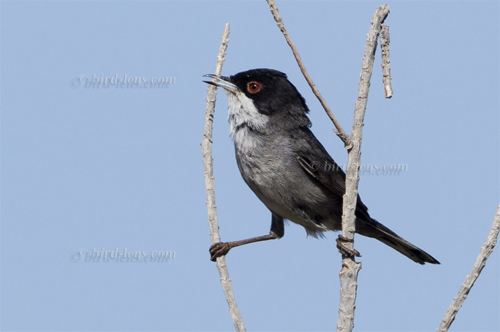 Samtkopfgrasmücke Samtkopfgrasmücke