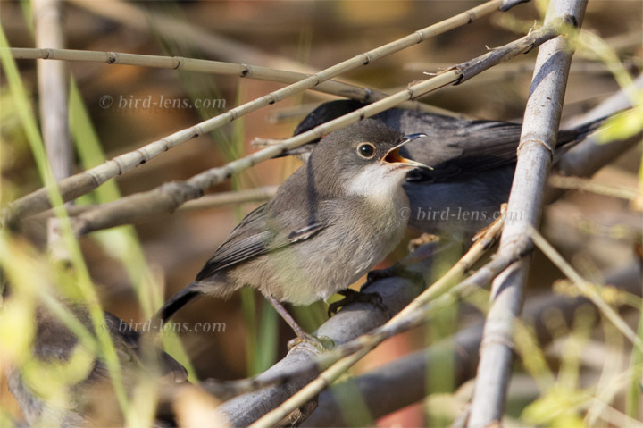 Samtkopfgrasmücke Samtkopfgrasmücke