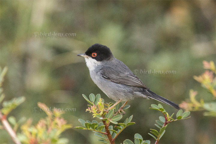 Samtkopfgrasmücke Samtkopfgrasmücke