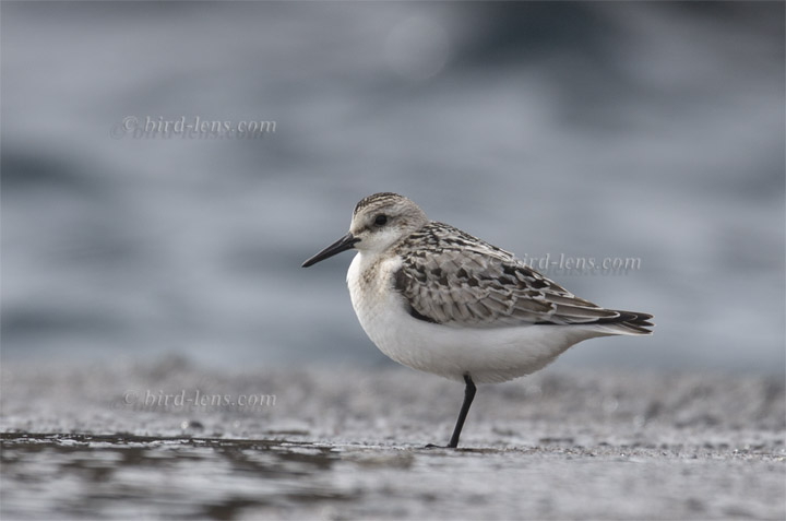 Sanderling