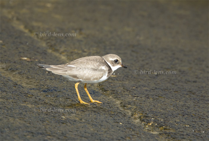 Sandregenpfeifer Sandregenpfeifer