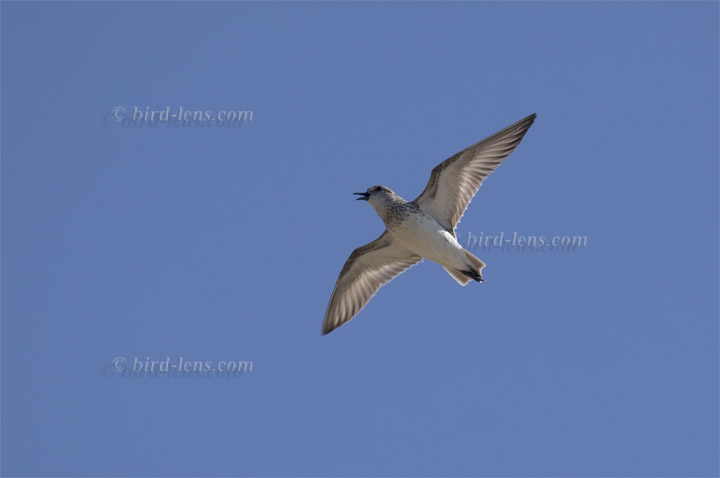 Sandstrandläufer Sandstrandläufer