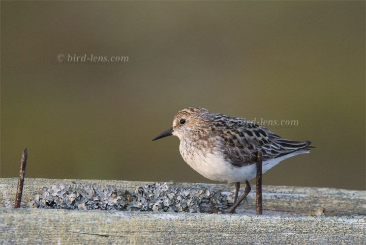 Sandstrandläufer Sandstrandläufer
