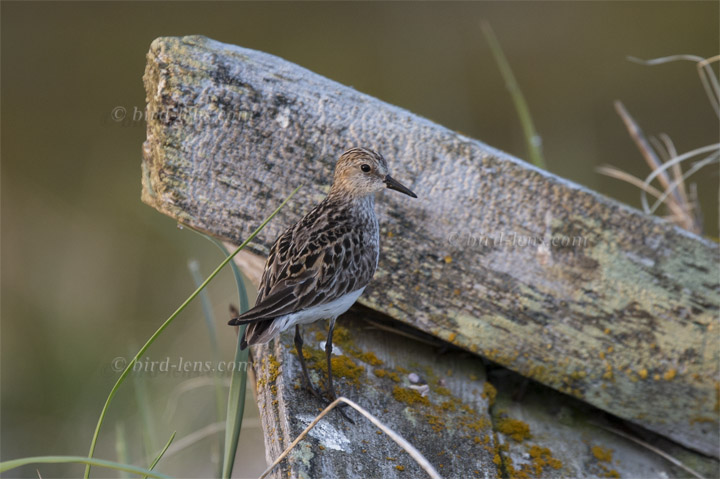 Sandstrandläufer Sandstrandläufer