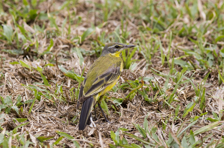 Iberische Schafstelze Iberische Schafstelze