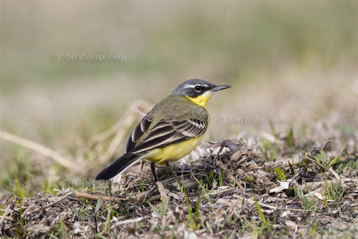 Nordische Schafstelze Hybrid