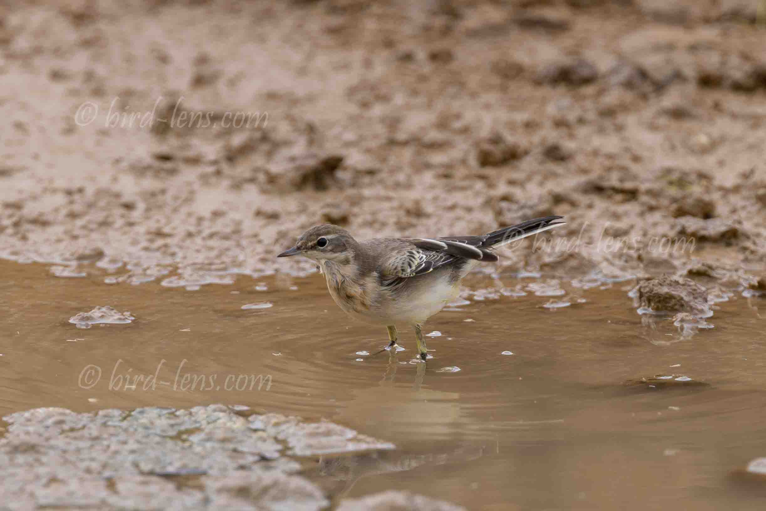 Wiesenschafstelze Wiesenschafstelze