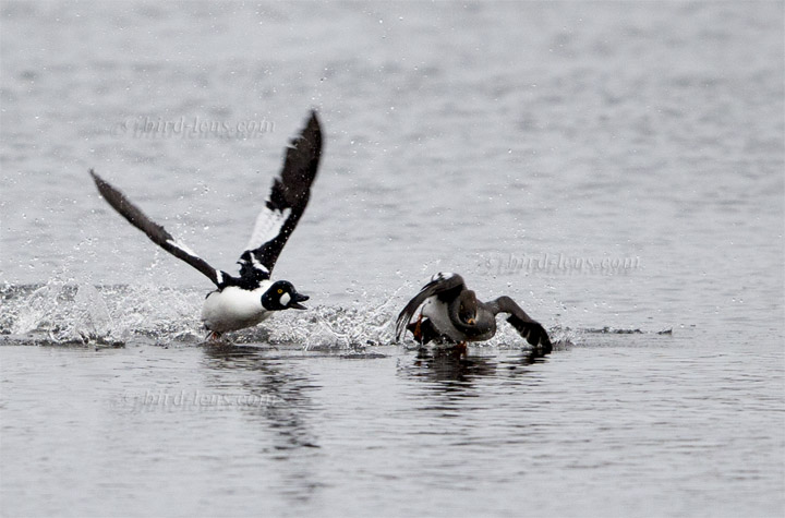 Schellente Schellente