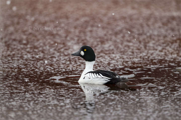 Schellente Schellente