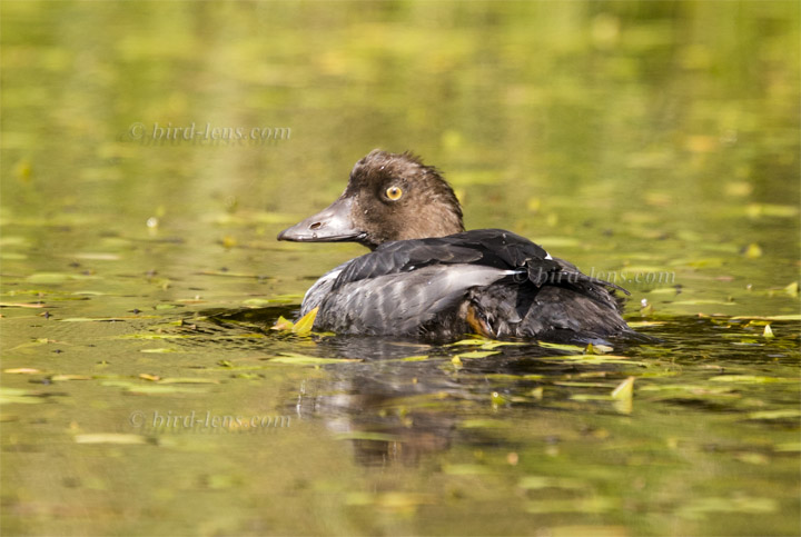 Schellente Schellente