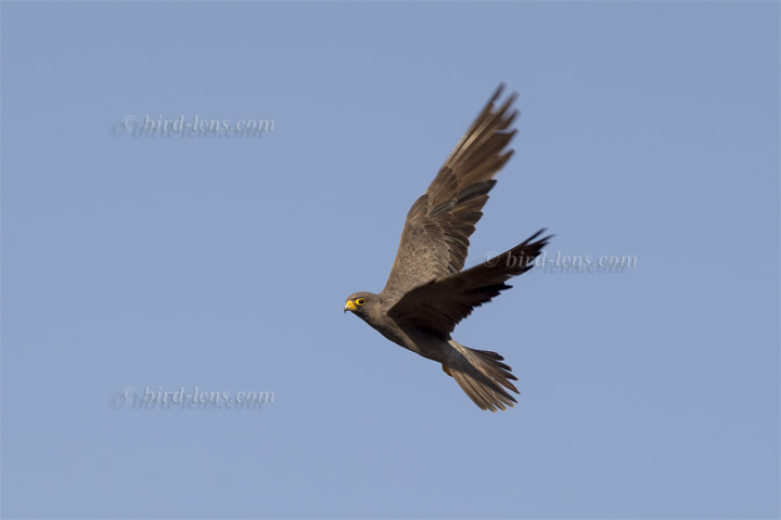 Schieferfalke Schieferfalke