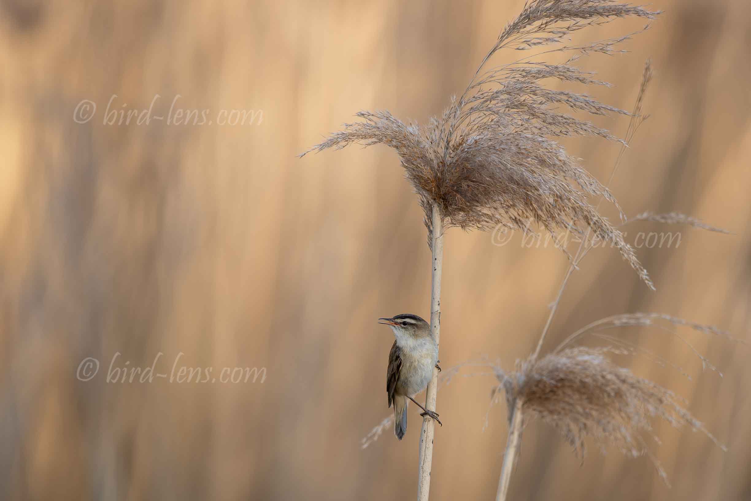 Schilfrohrsänger Schilfrohrsänger